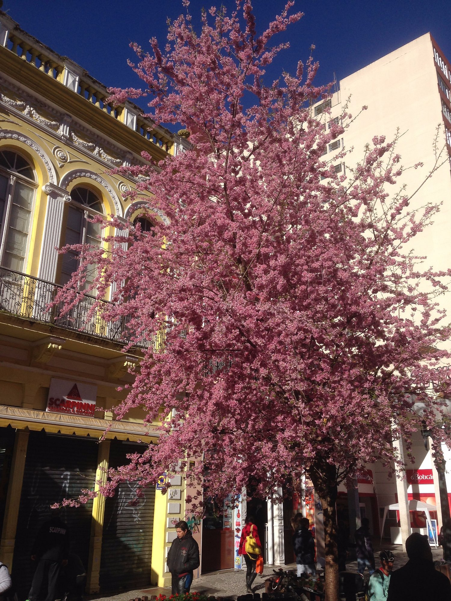Galeria de Rua das Flores (Rua XV de Novembro)