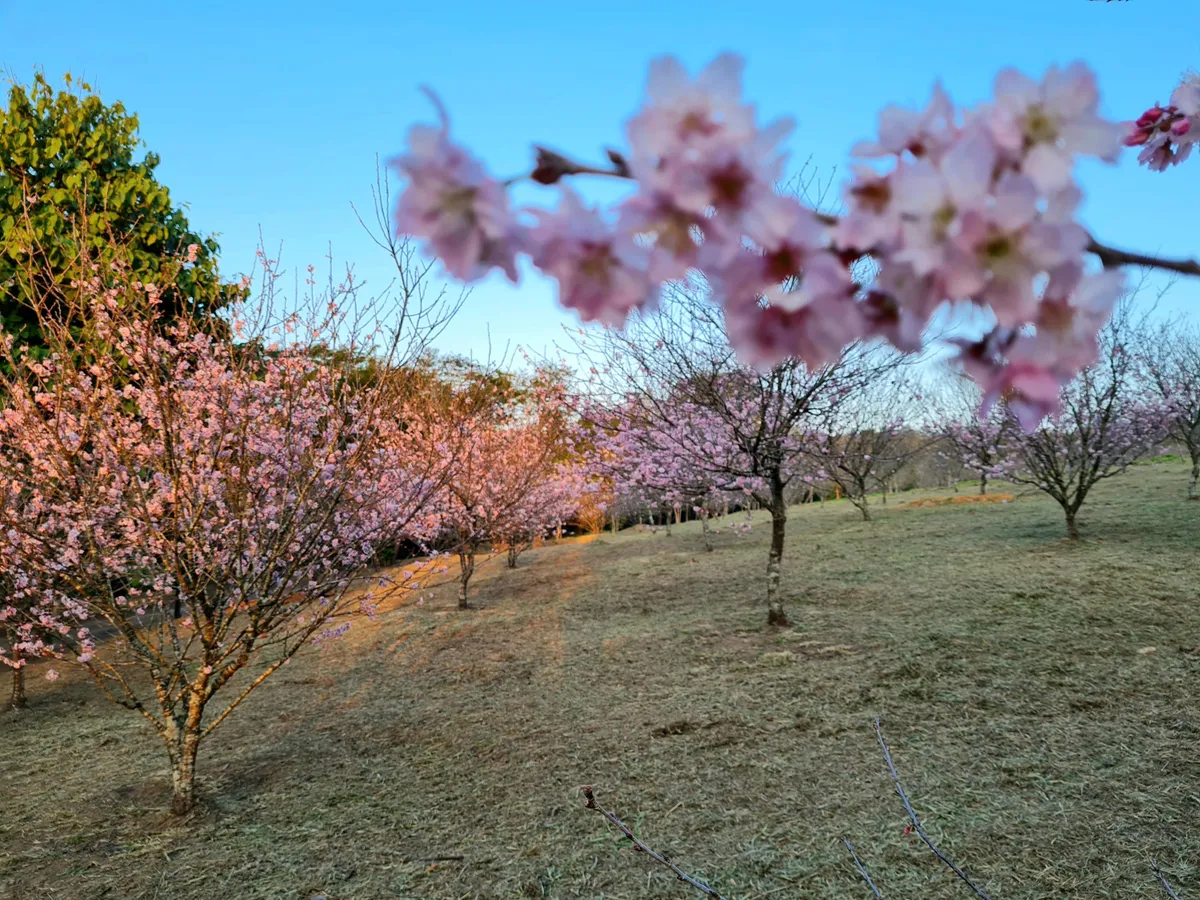Galeria de Parque do Carmo