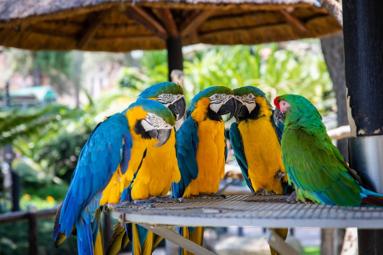 Galeria de Zoológico de São Paulo