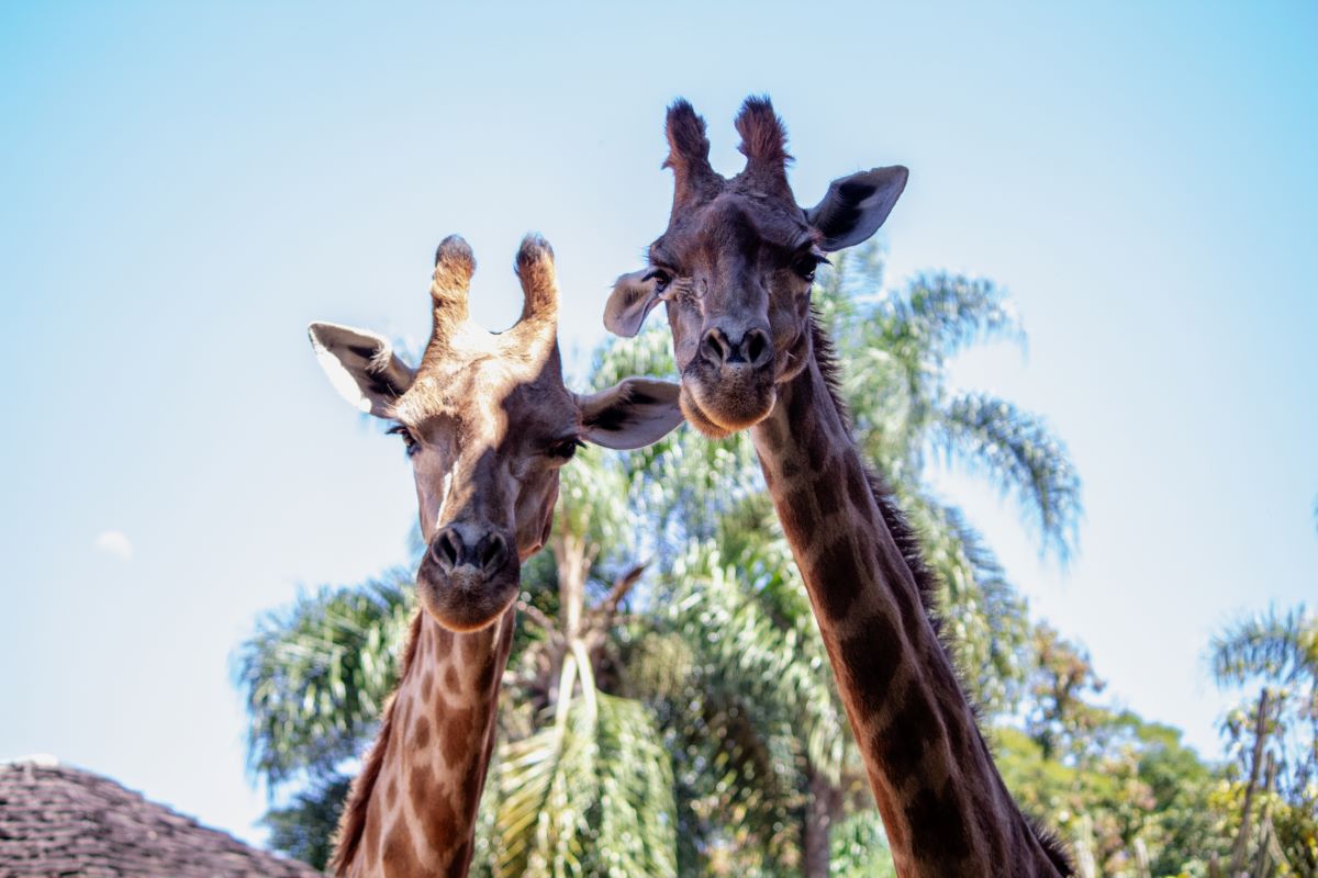 Zoológico de São Paulo